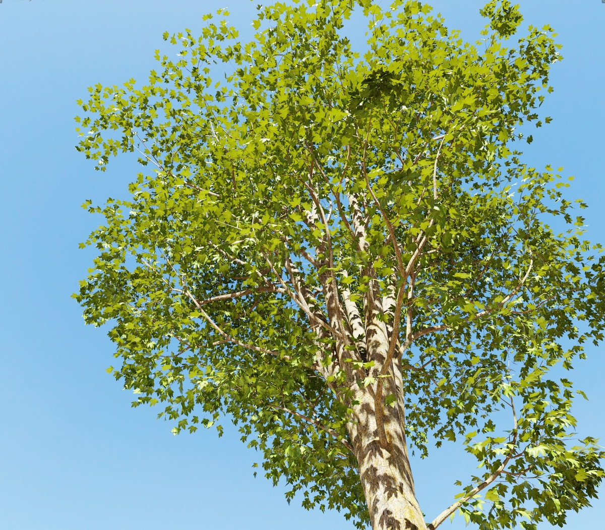 کتابخانه درخت، گیاه و چمن سه‌بعدی برای بلندر Tree And Grass Library ...
